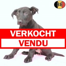 Duitse Herder 290925 F(BE6843) 121225 verkocht - vendu.jpg