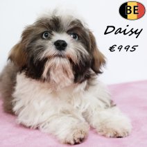 Lhasa Apso Daisy 130825 F(BE0869) 141225.jpg