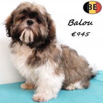 Shih Tzu Balou 200825 M(BE0829) 141225.jpg