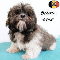 Shih Tzu Bilou 200825 M(BE0787) 141225.jpg