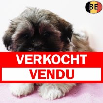 Shih Tzu 290925 F(BE1033) 031225 verkocht - vendu.jpg