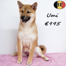 Shiba Inu Umi 140825 M(BE0781) 141225.jpg