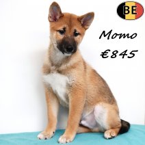 Shiba Inu Momo 290825 M(BE0772) 141225.jpg