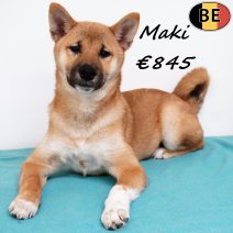 Shiba Inu Maki 140825 M(BE0773) 141225.jpg