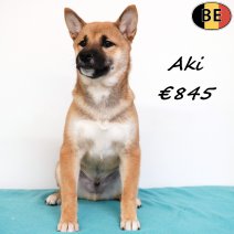 Shiba Inu Aki 140825 M(BE0801) 141225.jpg