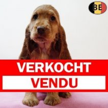 Engelse Cocker 300925 F(BE4763) 031225 Verkocht - Vendu.jpg