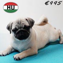 Mops 010825 M(HU7388) 191125..jpg