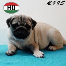 Mops 010825 M (HU7387) 191125..jpg