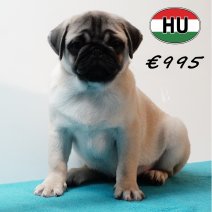 Mops 010825 M (HU7385) 191125..jpg