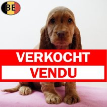 Engelse Cocker 300925 F(BE4986) 031225 verkocht - vendu.jpg