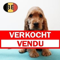Engelse Cocker 280925 M (BE4731) 261125 verkocht - vendu.jpg