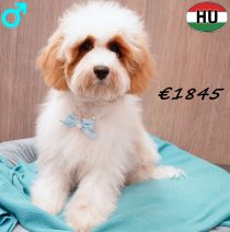 Cockapoo 260625 M(HU7326) 151225.jpg