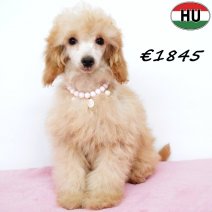 Poedel 020825 F(HU7230) 151225.jpg