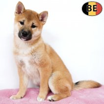 Shiba Inu 230925 F(BE0838) 151225.jpg