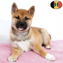 Shiba Inu 230925 F(BE0831) 151225.jpg
