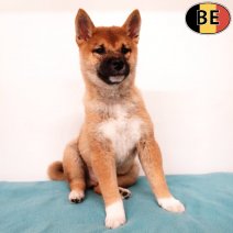 Shiba Inu 230925 M(BE0835) 151225.jpg