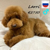 Dwergpoedel Larri 160625 M(RUS9222) 151225.jpg