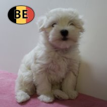 Maltezer 181025 F (BE1234) 161225.jpg