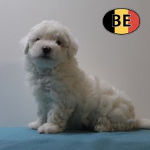 Maltezer 181025 M (BE1217) 161225.jpg