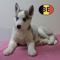 Husky 031025 F (BE1218) 161225.jpg