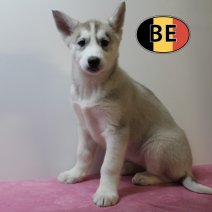 Husky 031025 F (BE1229) 161225.jpg