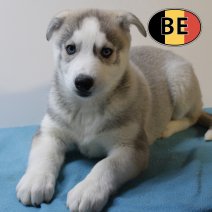 Husky 031025 M (BE1222) 161225.jpg