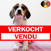 Beagle 300925 F(BE1032) 031225.verkocht-vendu.png
