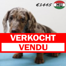Teckel 030725 M(HU2927) 271025.verkocht-vendu.png