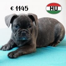 Franse Bulldog 020825 M (HU7369) 191125.JPG