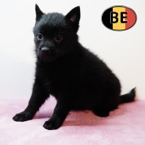 Schipperke 01112025 F (BE) 17122025.JPG