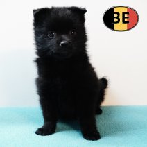 Schipperke 01112025 M (BE) 17122025.JPG