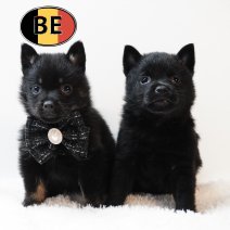 Schipperke 31102025 F (BE) 17122025.JPG