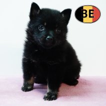 Schipperke 31102025 F1 (BE) 17122025.JPG