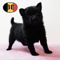 Schipperke 31102025 F2 (BE) 17122025.JPG