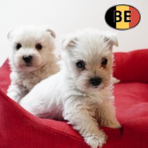 Westy 04112025 (BE) 17122025.JPG