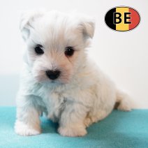 Westy 04112025 M (BE) 17122025.JPG