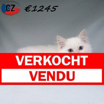Ragdoll 080725 M(CZ1212) 251125 verkocht - vendu.jpg