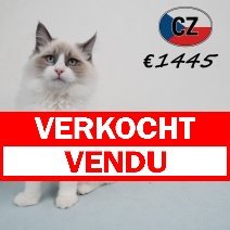 Ragdoll 010725 M (CZ3070) 051125 verkocht - vendu.jpg