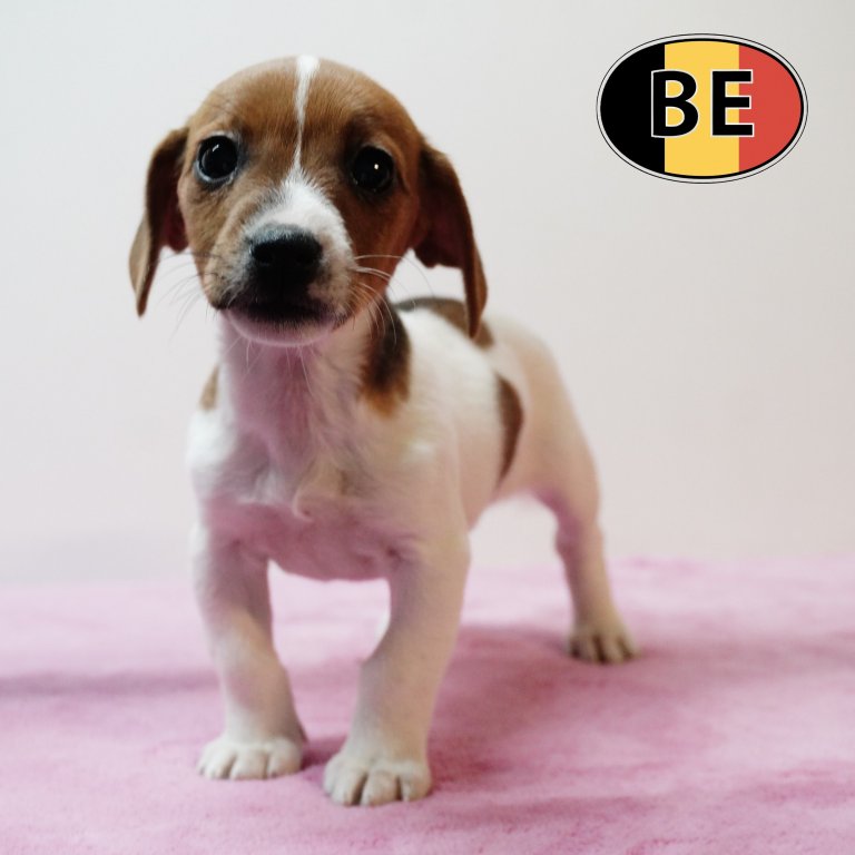 Jack Russell 15102025 F (BE0086) 17122025.JPG