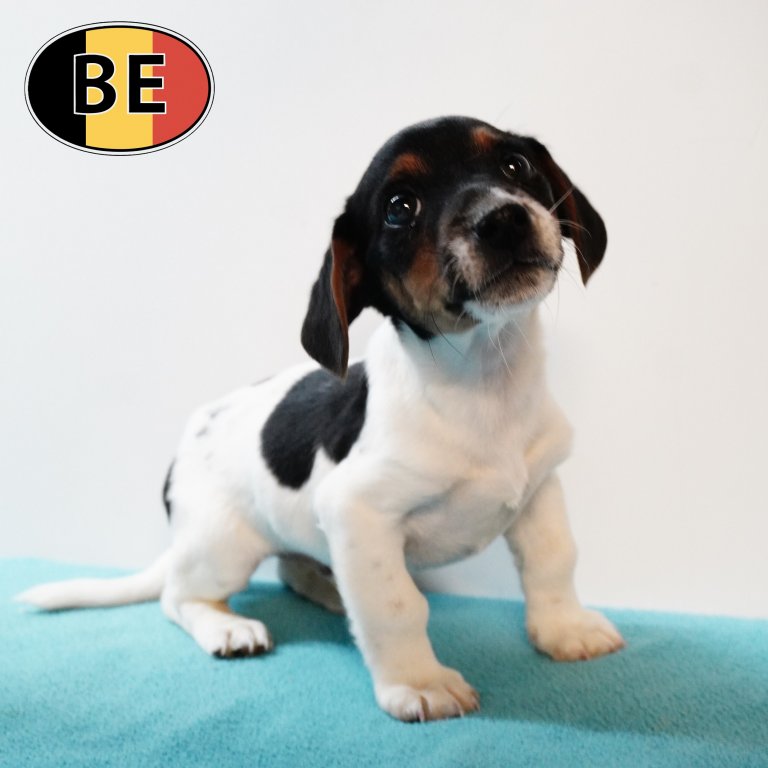 Jack Russell 15102025 M (BE0175) 17122025.JPG