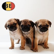 Mops 18102025 F - 17122025.JPG