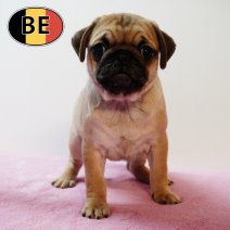 Mops 18102025 F (BE4235) 17122025.JPG