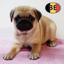 Mops 18102025 F (BE6353) 17122025.JPG