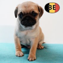 Mops 18102025 M (BE0638) 17122025.JPG