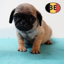 Mops 18102025 M (BE4696) 17122025.JPG