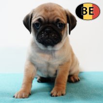 Mops 18102025 M (BE9576) 17122025.JPG