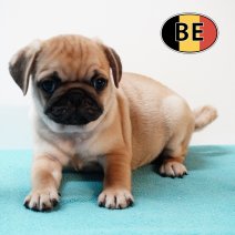 Mops 18102025 M (BE9959) 17122025.JPG