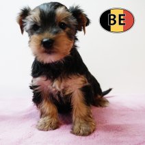 Yorkshire 22102025 F (BE4489) 17122025.JPG