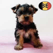 Yorkshire 22102025 F (BE7143) 17122025.JPG