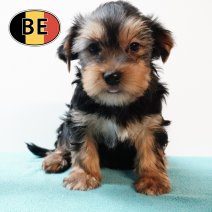 Yorkshire 22102025 M (BE5833) 17122025.JPG